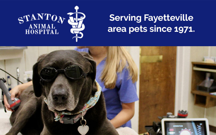 STANTON ANIMAL HOSPITAL