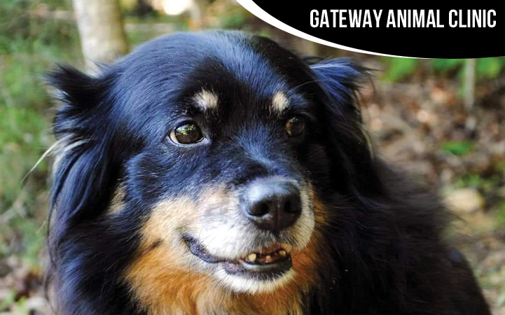 GATEWAY ANIMAL CLINIC