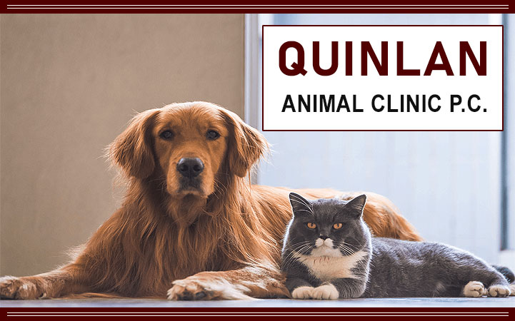 QUINLAN ANIMAL CLINIC P.C.