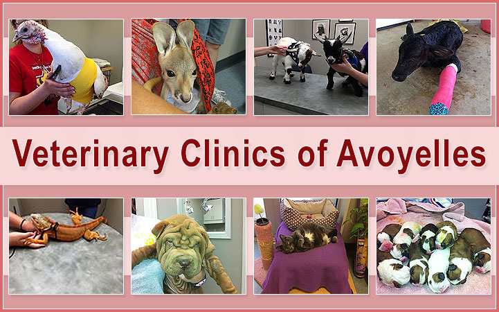 VETERINARY CLINICS OF AVOYELLES