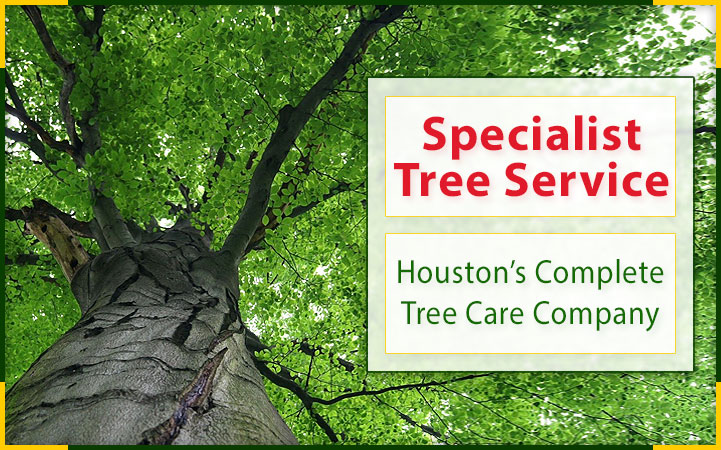 SPECIALIST TREE SERVICE in Houston, TX