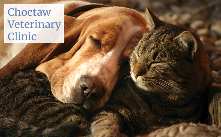 CHOCTAW VETERINARY CLINIC