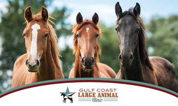 GULF COAST LARGE ANIMAL CLINIC