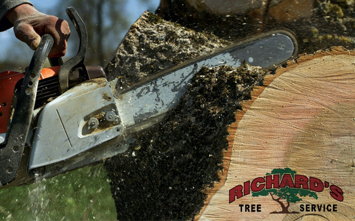 RICHARD'S TREE SERVICE, INC. - Local LANDSCAPE: TREE SERVICES in Yuba City, CA