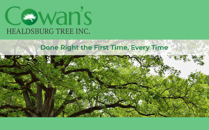 COWAN'S HEALDSBURG TREE, INC. - Local LANDSCAPE: TREE SERVICES in Healdsburg, CA