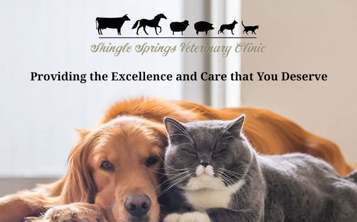 SHINGLE SPRINGS VETERINARY CLINIC