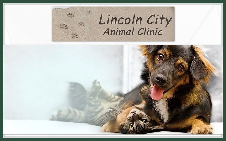 LINCOLN CITY ANIMAL CLINIC