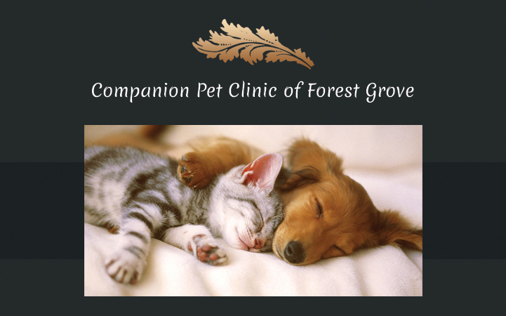 COMPANION PET CLINIC