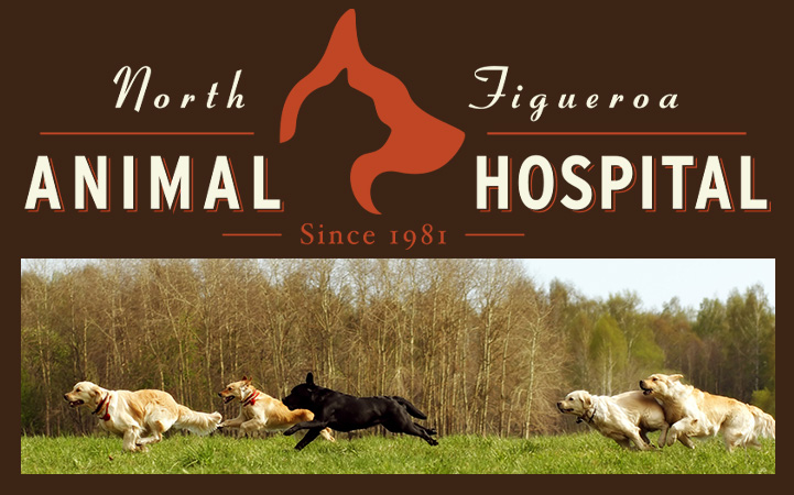 NORTH FIGUEROA ANIMAL HOSPITAL