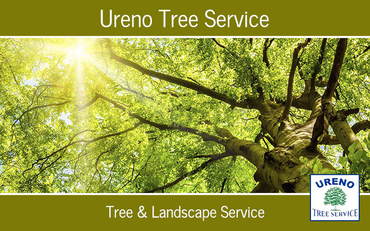 URENO TREE SERVICE - Local LANDSCAPE: TREE SERVICES in Anaheim, CA
