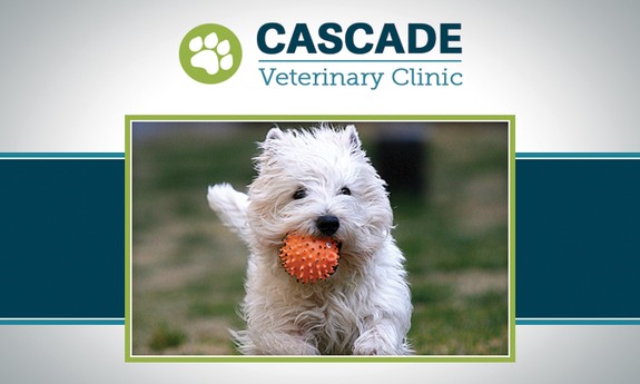CASCADE VETERINARY CLINIC