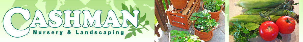 View CASHMAN NURSERY details
