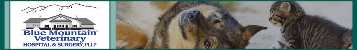 View BLUE MOUNTAIN VETERINARY HOSPITAL & SURGERY, PLLP details