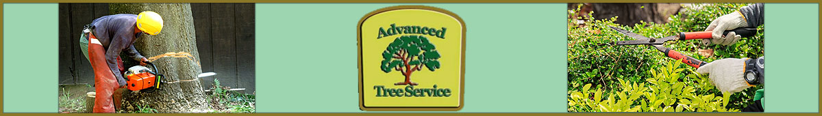 View ADVANCED TREE SERVICE details