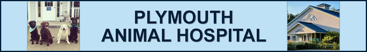 View PLYMOUTH ANIMAL HOSPITAL details