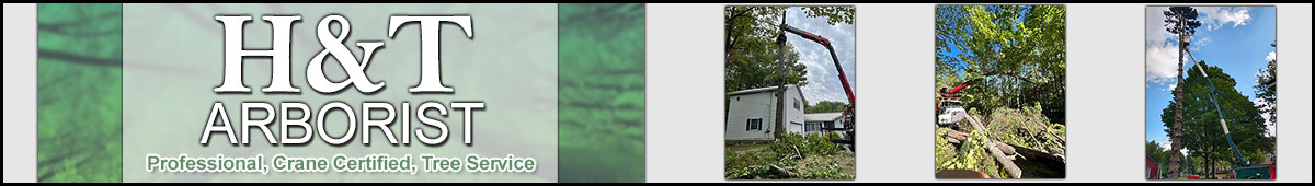 View H&T ARBORIST LLC details