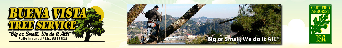 View BUENA VISTA TREE SERVICE details