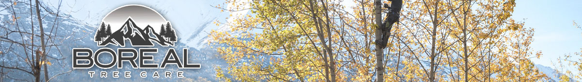 View BOREAL TREE CARE details