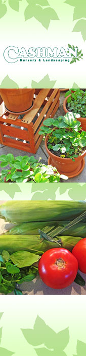 CASHMAN NURSERY