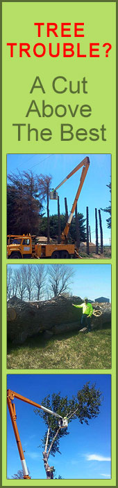 TREE TROUBLE