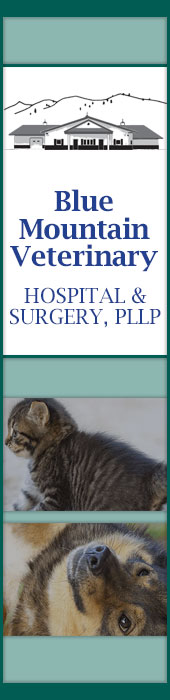 BLUE MOUNTAIN VETERINARY HOSPITAL & SURGERY, PLLP