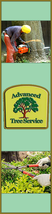 ADVANCED TREE SERVICE