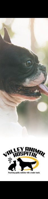 VALLEY ANIMAL HOSPITAL LLC