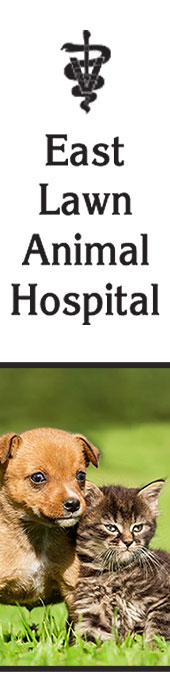 EAST LAWN ANIMAL HOSPITAL