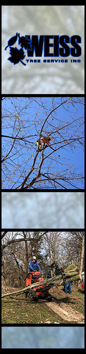 WEISS TREE SERVICE INC