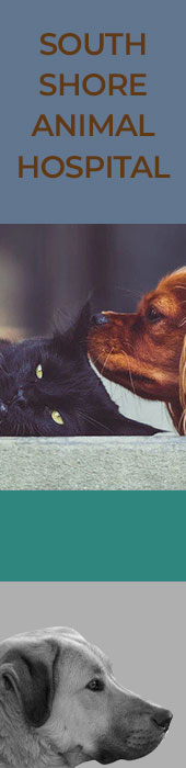 SOUTH SHORE ANIMAL HOSPITAL
