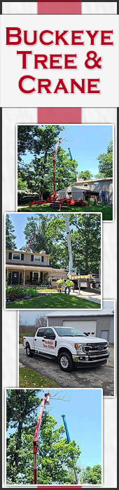 BUCKEYE TREE & CRANE SERVICE