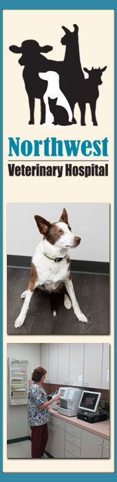 NORTHWEST VETERINARY HOSPITAL INC
