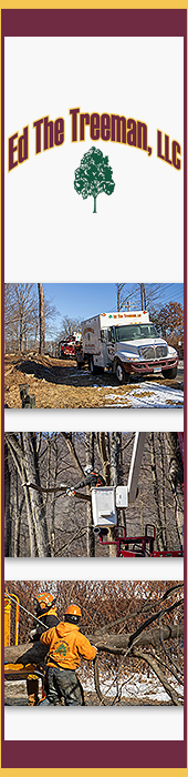 ED THE TREEMAN, LLC