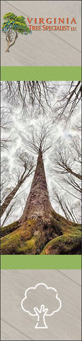 VIRGINIA TREE SPECIALIST