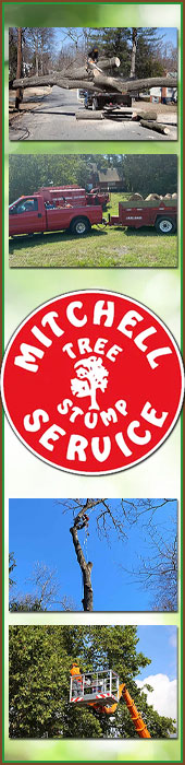 MITCHELL TREE & STUMP SERVICE