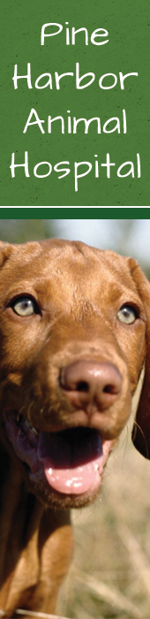 PINE HARBOR ANIMAL HOSPITAL