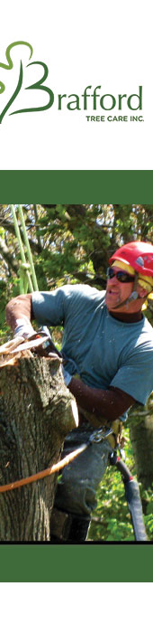 BRAFFORD TREE SERVICE