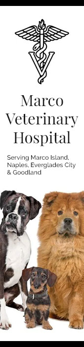 MARCO VETERINARY HOSPITAL