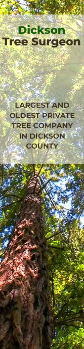 DICKSON TREE SURGEON