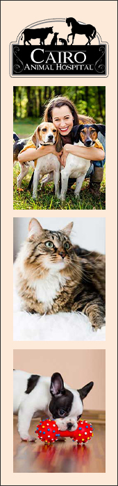 CAIRO ANIMAL HOSPITAL LLC
