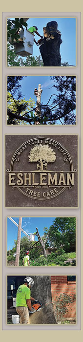 ESHLEMAN TREE CARE, LLC