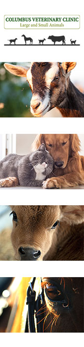COLUMBUS VETERINARY CLINIC