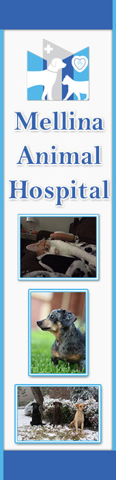 MELLINA ANIMAL HOSPITAL