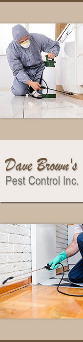 DAVE BROWN'S PEST CONTROL